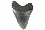 Fossil Megalodon Tooth - Georgia #151512-1